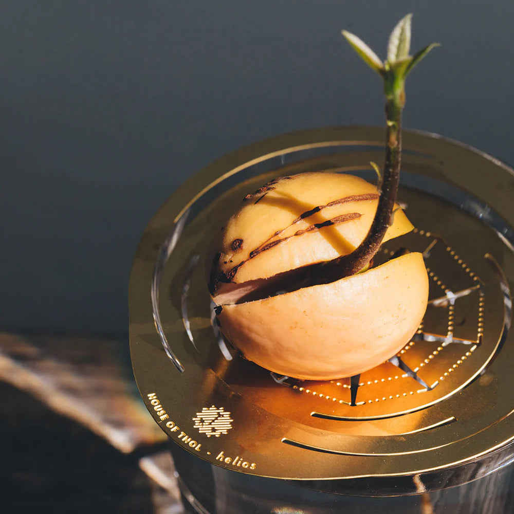 avocado-kweken-groeischijf-helios-messing