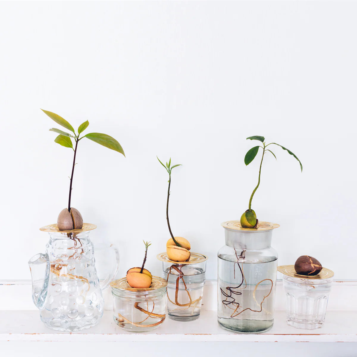 avocado-kweken-groeischijf-helios-messing-inox-korting